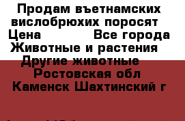 Продам въетнамских вислобрюхих поросят › Цена ­ 2 500 - Все города Животные и растения » Другие животные   . Ростовская обл.,Каменск-Шахтинский г.